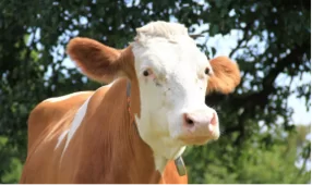 Применение кормовой добавки БИОРОСТ  для повышения молочной продуктивности коров.