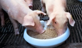  Биорост для свиней