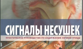 Сигналы несушек